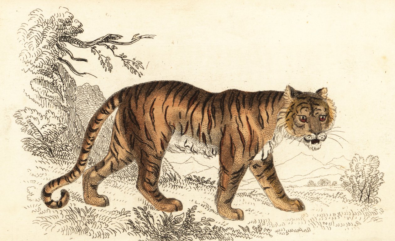 Bengalitiikeri, Panthera tigris tigris., 1834 (kaiverrus) tekijältä William Alexander Forbes