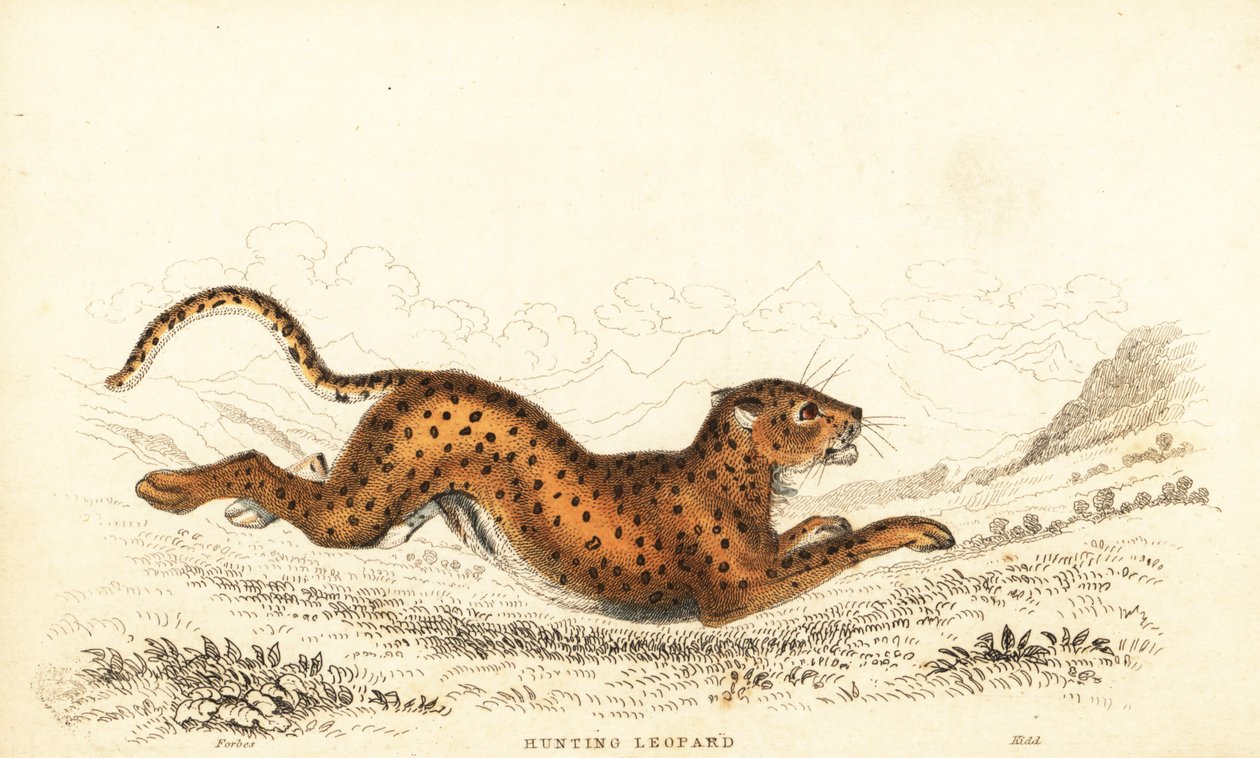 Cheetah, Acinonyx jubatus.,1834 (kaiverrus) tekijältä William Alexander Forbes