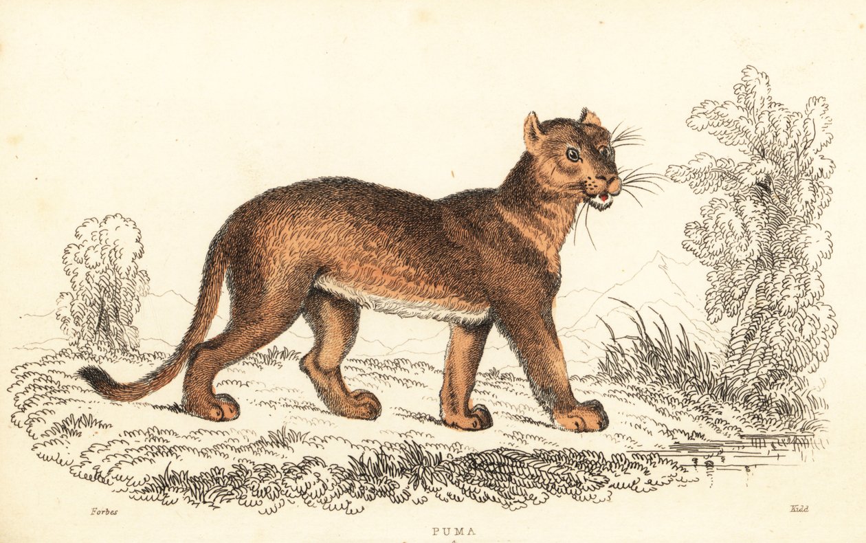 Cougar, Puma concolor., 1834 (kaiverrus) tekijältä William Alexander Forbes