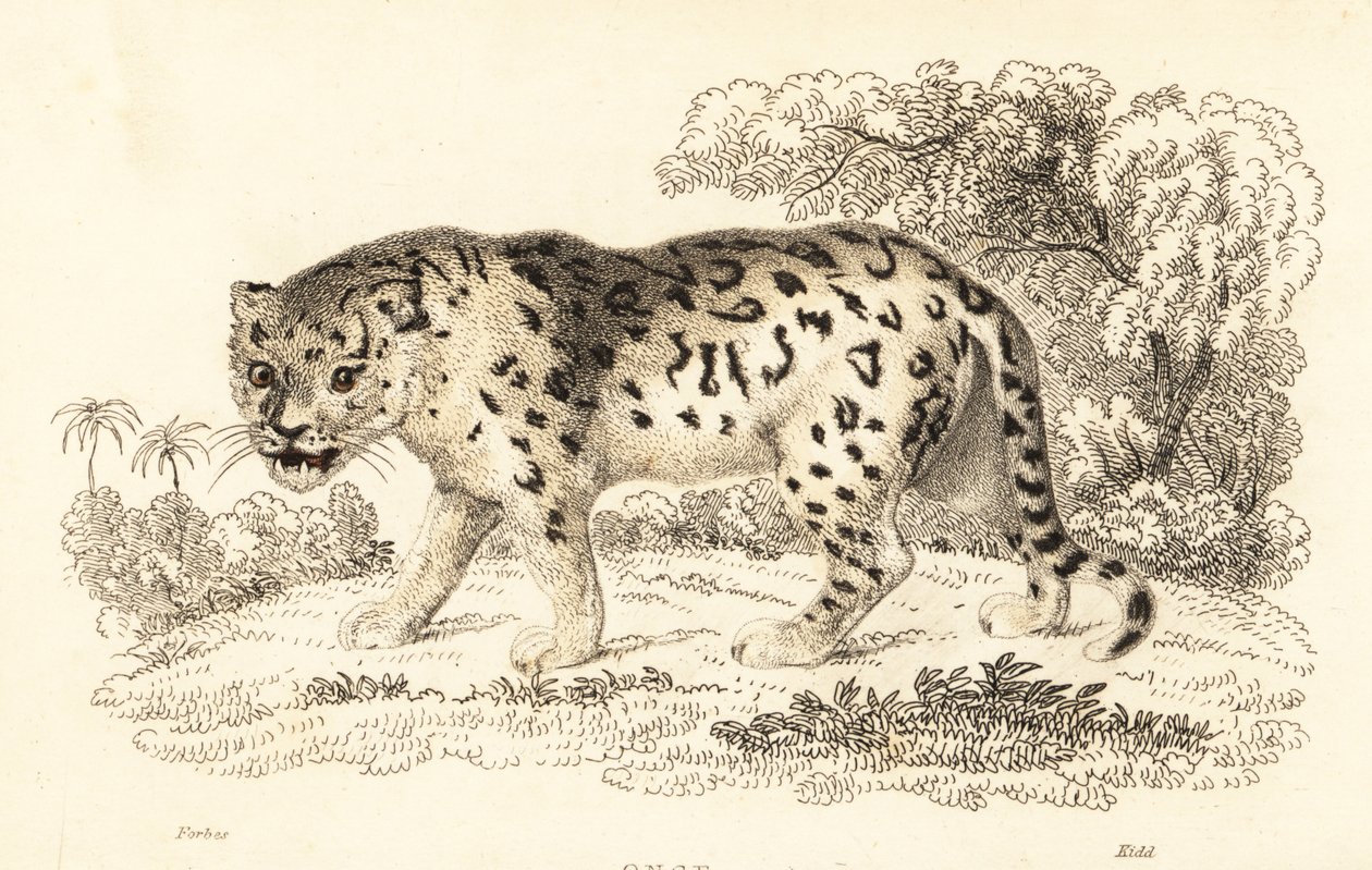 Jaguar, Panthera onca., 1834 (kaiverrus) tekijältä William Alexander Forbes