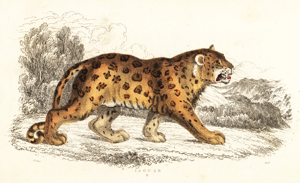 Jaguar, Panthera onca., 1834 (kaiverrus) tekijältä William Alexander Forbes