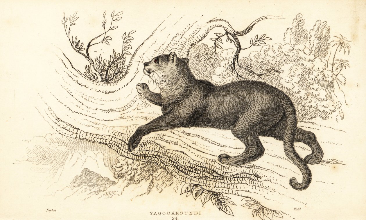 Jaguarandi, puma kunnioittaa., 1834 (Ngaraving) tekijältä William Alexander Forbes