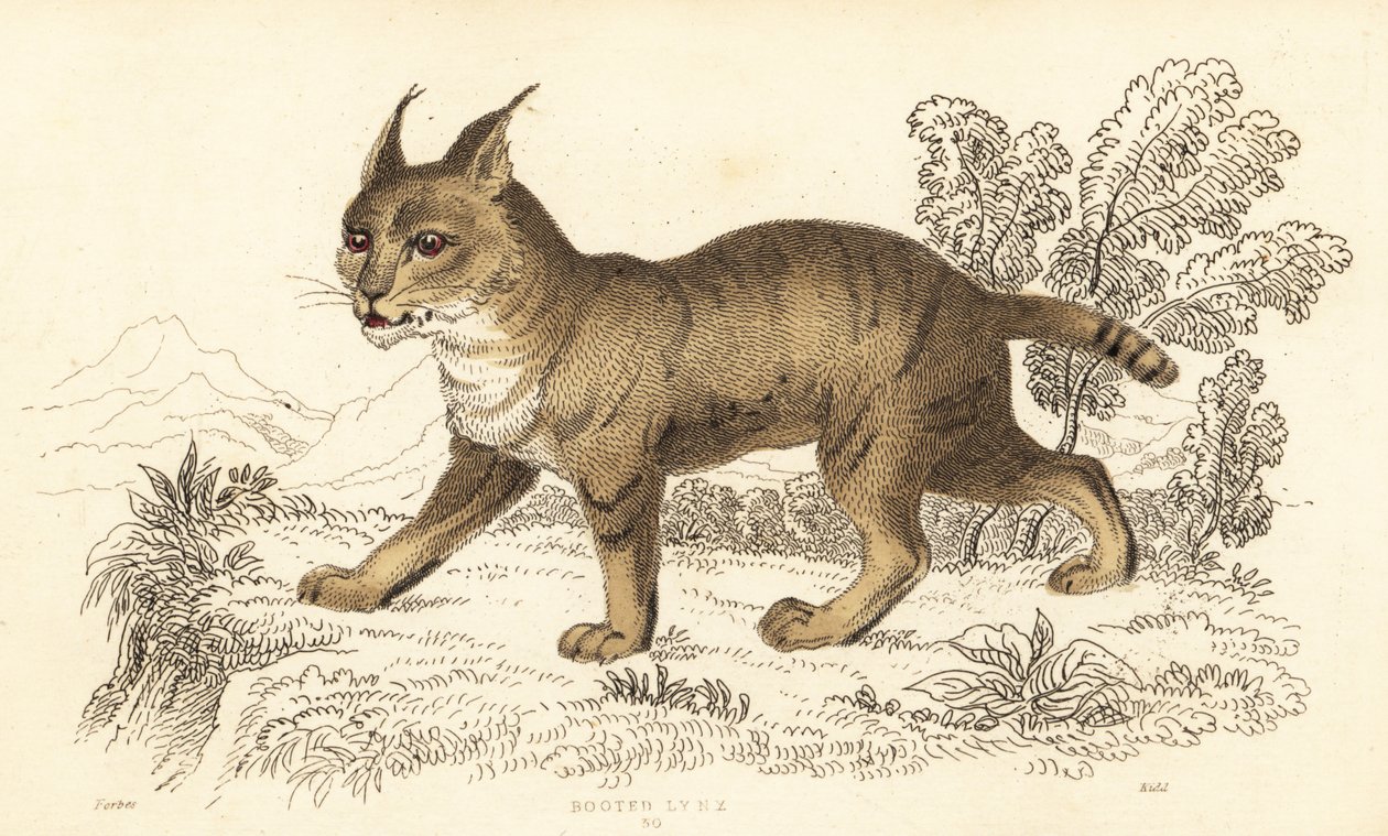 Viidakkokissa, Felis chaus. ,1834 (kaiverrus) tekijältä William Alexander Forbes