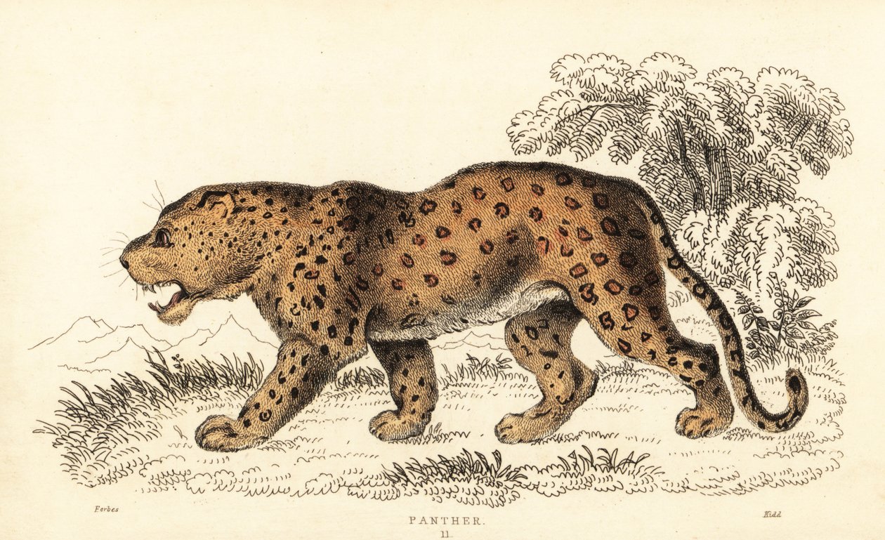 Leopardi, Panthera pardus, haavoittuva., 1834 (kaiverrus) tekijältä William Alexander Forbes