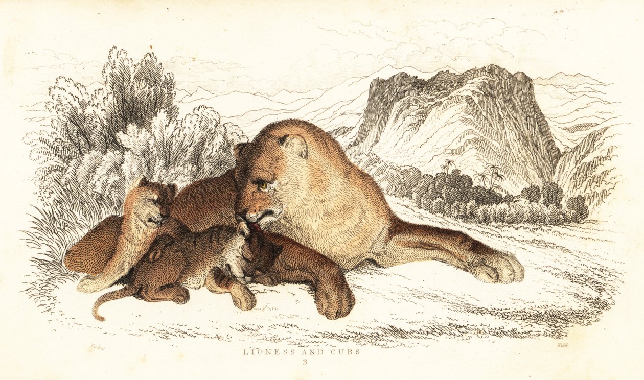 Leijona ja pennut, Panthera leo., 1834 (kaiverrus) tekijältä William Alexander Forbes
