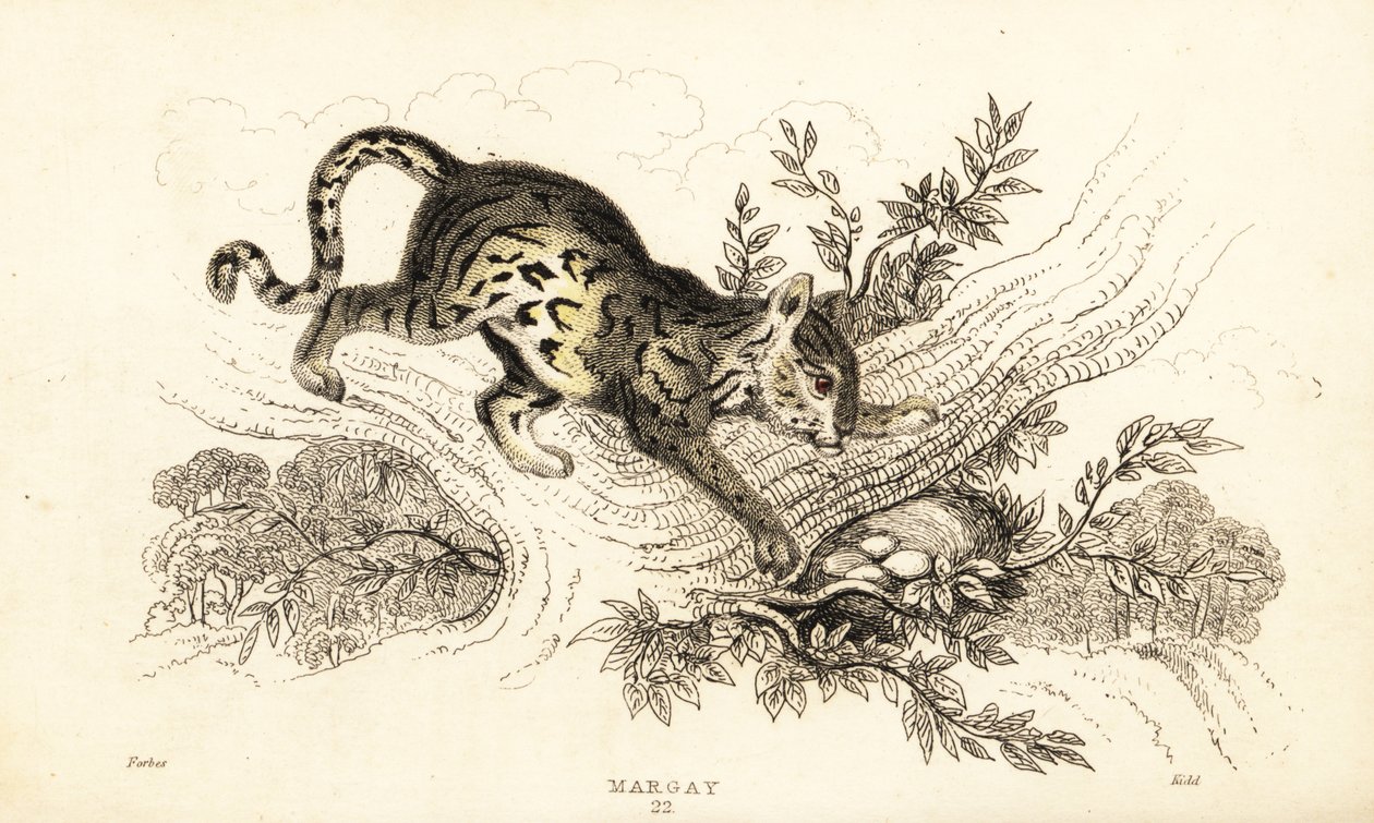 Margay, Leopardus wiedii., 1834 (kaiverrus) tekijältä William Alexander Forbes