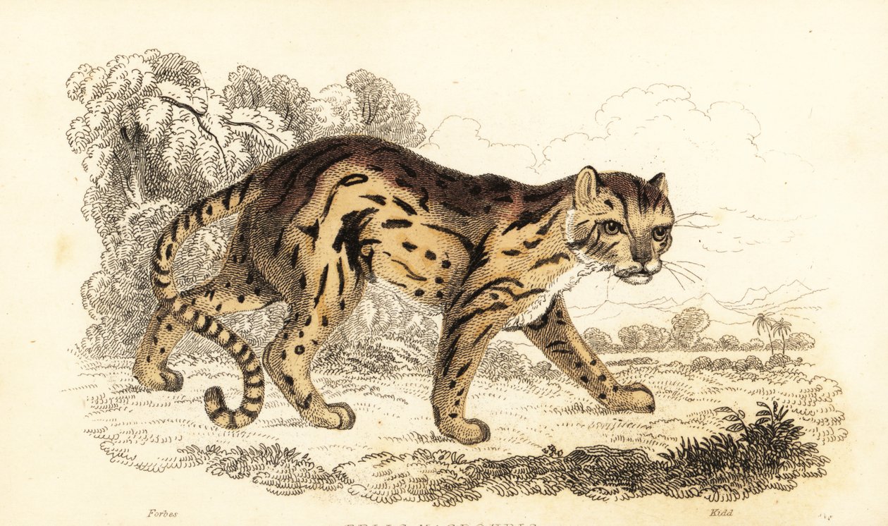 Margay, Leopard oppi. ,1834 (kaiverrus) tekijältä William Alexander Forbes