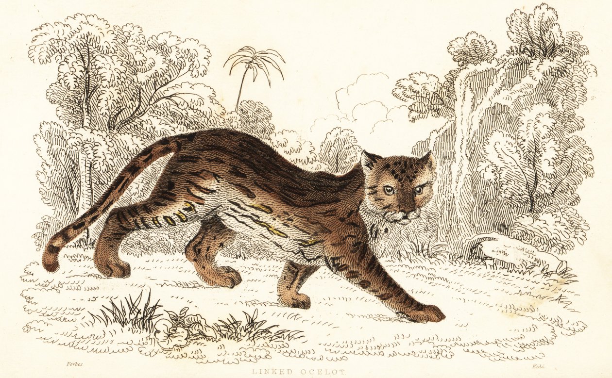 Margay, Leopardus wiedii catenata. , 1834 (kaiverrus) tekijältä William Alexander Forbes