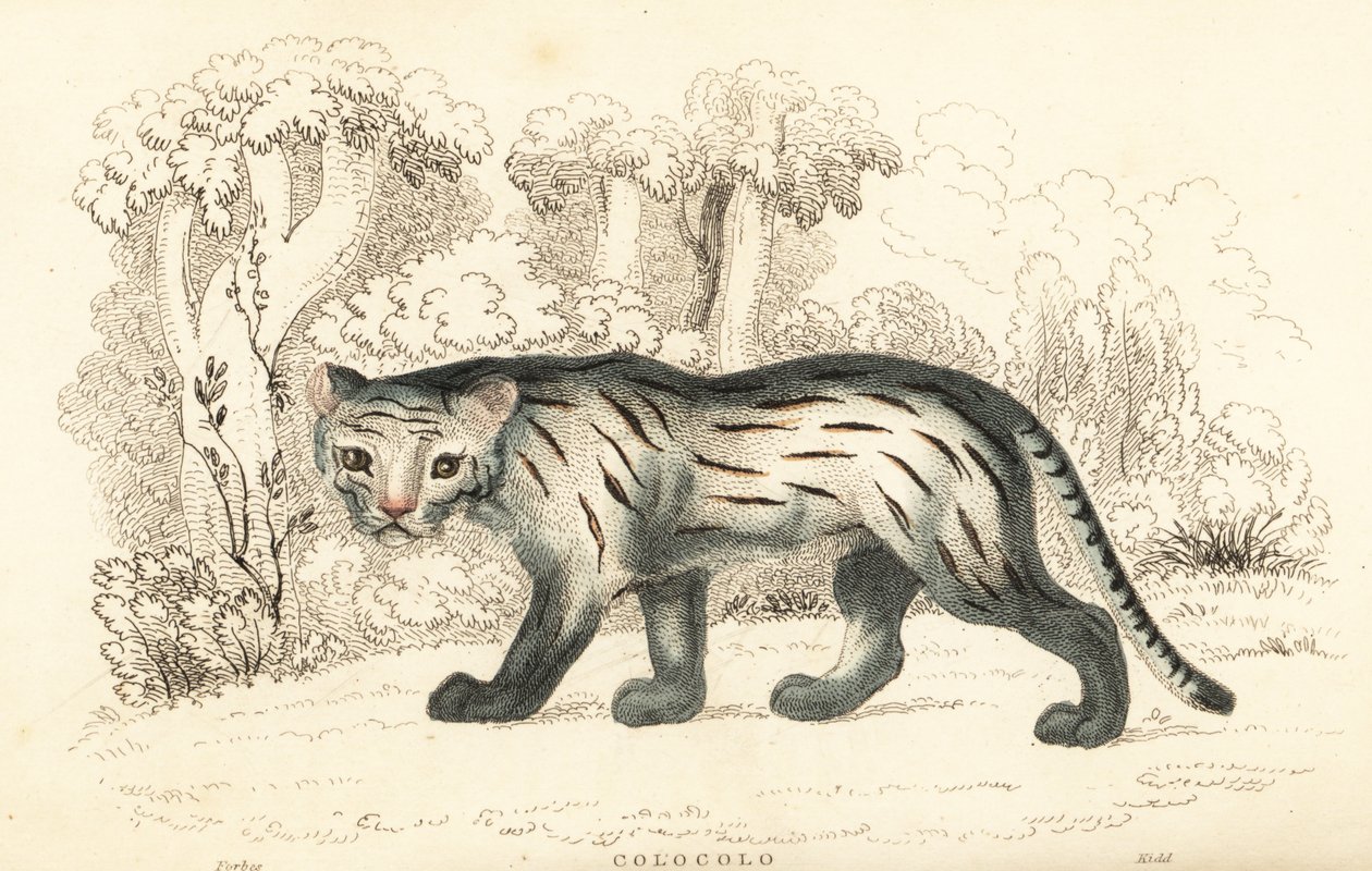Pampas-kissa tai pantanal, Leopardus colocola. ,1834 (kaiverrus) tekijältä William Alexander Forbes