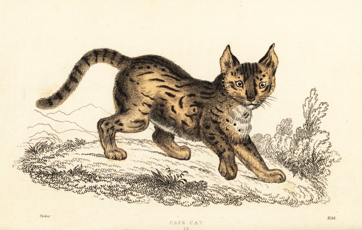 Serval, Leptailurus serval.,1834 (kaiverrus) tekijältä William Alexander Forbes