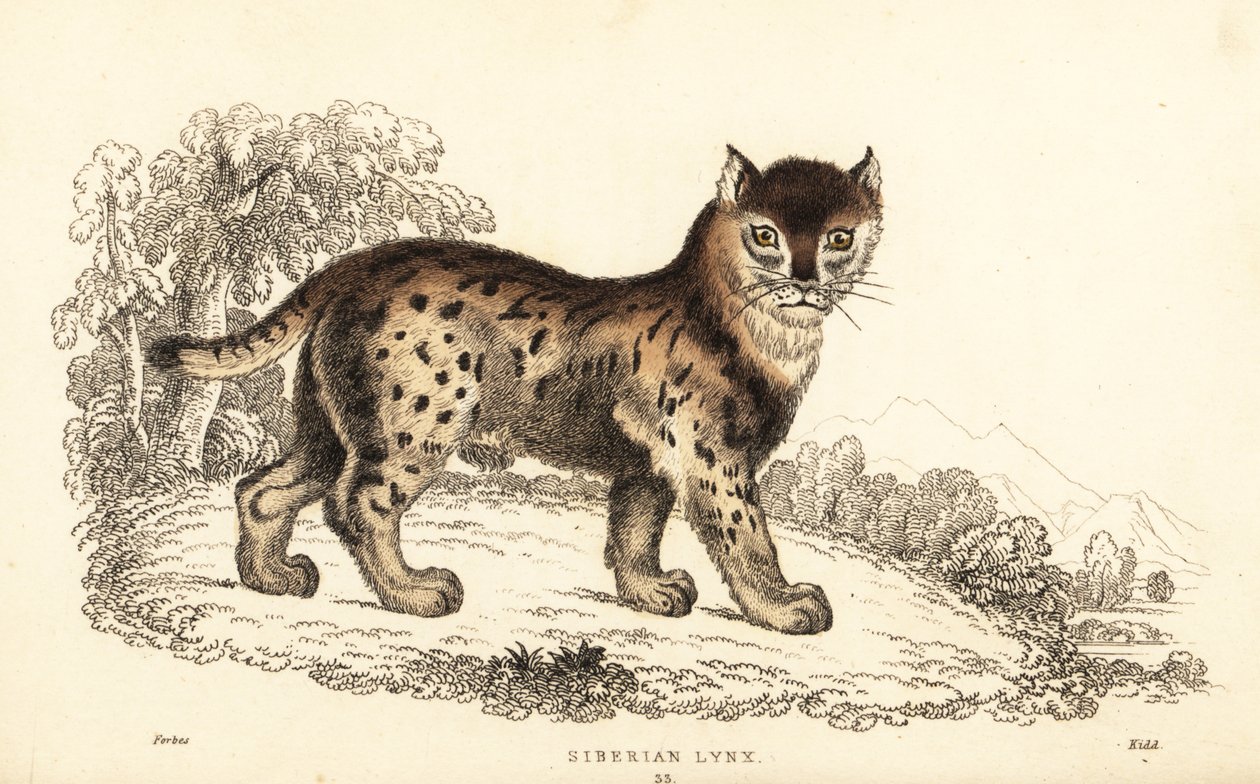 Siperianilves, Lynx lynx wrangeli (Felis lynx), 1834 (kaiverrus) tekijältä William Alexander Forbes