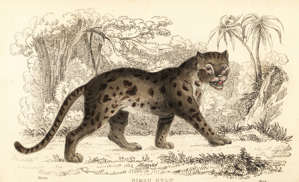 Sunda leopardikissa, Prionailurus bengalensis subsp. sumatranus. ,1834 (kaiverrus) tekijältä William Alexander Forbes