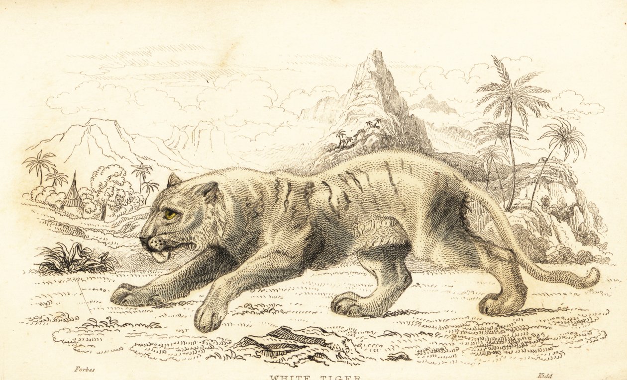 Valkoinen tiikeri, Panthera tigris tigris. Uhanalainen. ,1834 (kaiverrus) tekijältä William Alexander Forbes