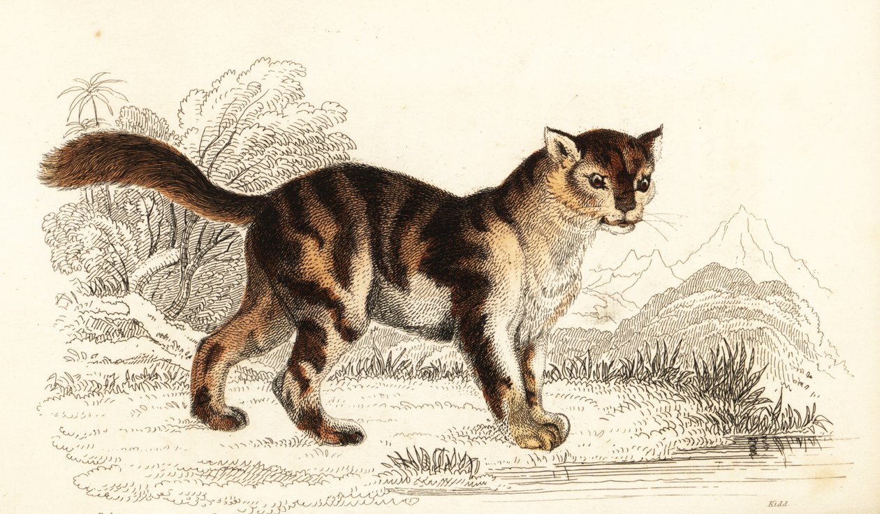 Villi kilpikonnankuorikissa Etelä-Amerikasta, Felis catus. ,1834 (kaiverrus) tekijältä William Alexander Forbes
