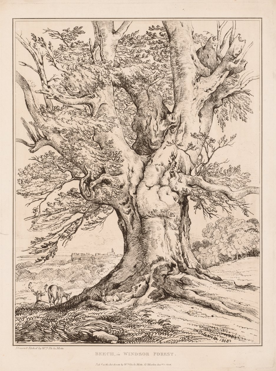 Pyökki Windsorin metsässä, 1805. tekijältä William Alfred Delamotte