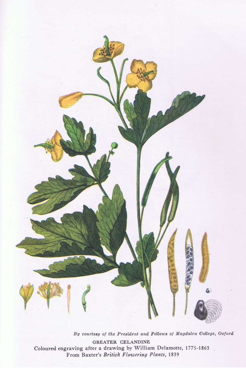 Greater Celandine, Nature in Britain julkaisija Collins tekijältä William Alfred Delamotte