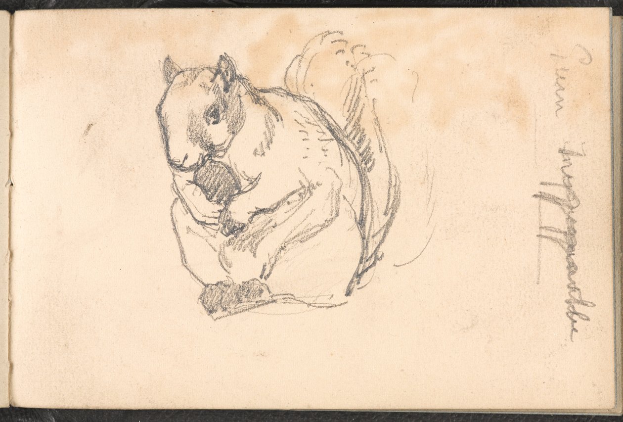 Luonnos oravasta, 1879 noin tekijältä William Barnes Wollen