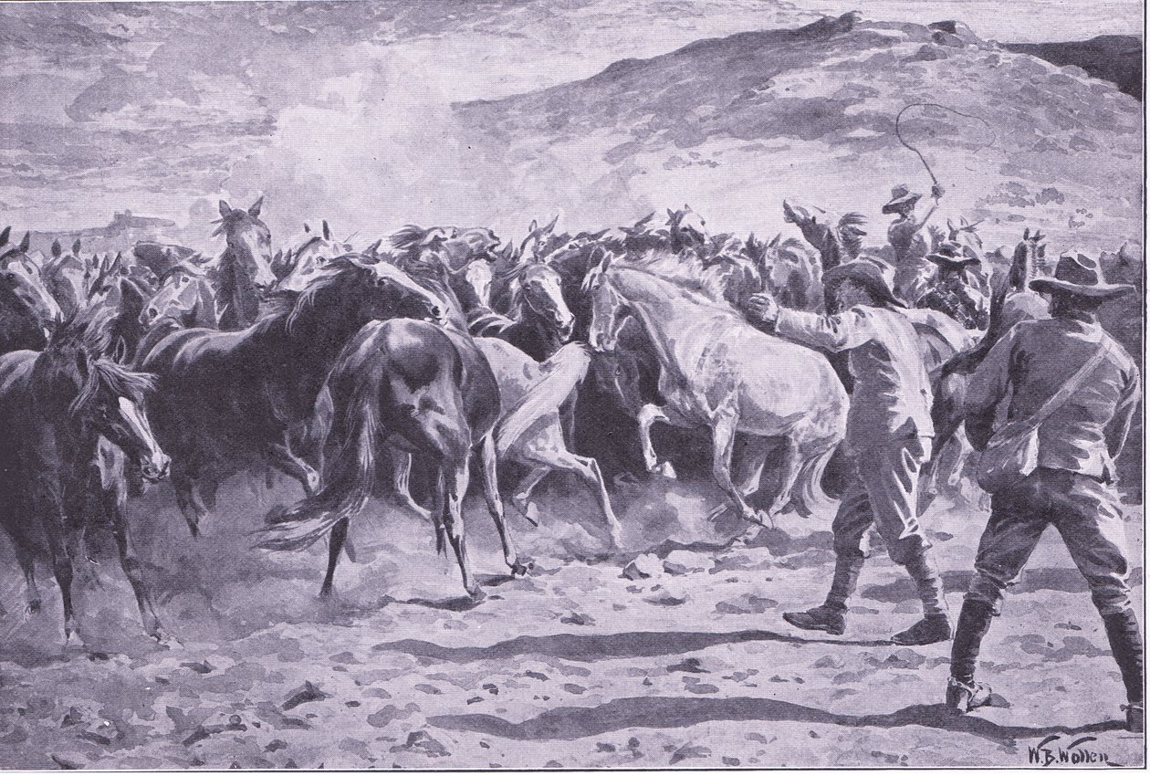 Hevosten vangitseminen Brandwaterin alueella lähellä Fouriesburgia: joukon kokoaminen, kuva Pretorian jälkeen: Sissisota, 1902 tekijältä William Barnes Wollen