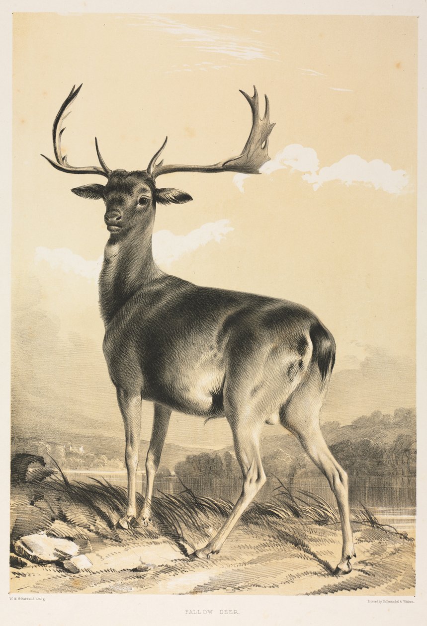 Kuusipeura tekijältä William Barraud