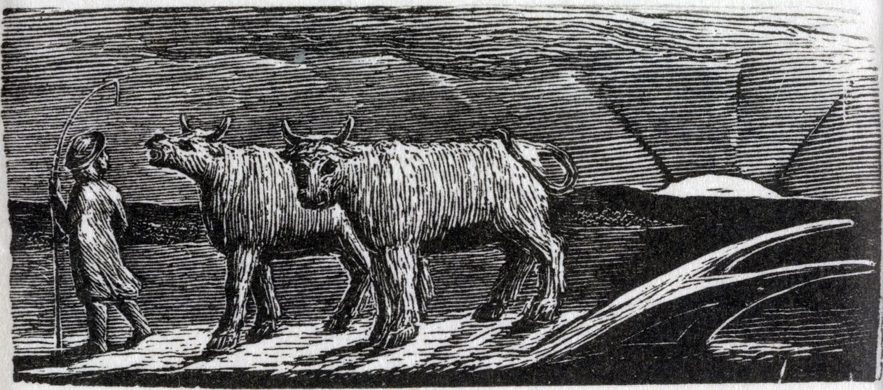 Unyoked Hifers Lootering Homeward, kuvitus tohtori Thorntonin "The Pastorals of Vergil" tekijältä William Blake