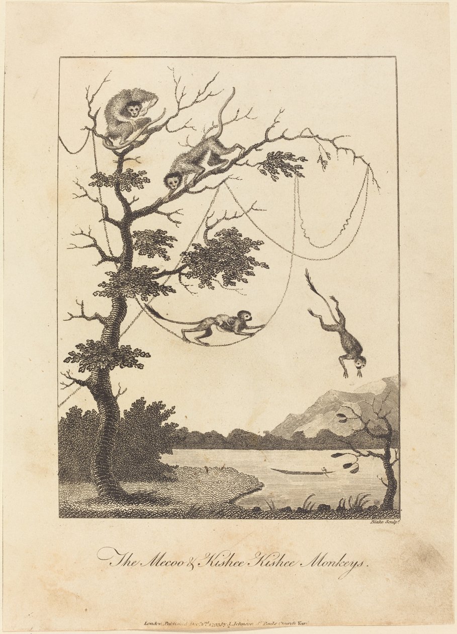 Mecoo & Kisbee Kishee Apinat tekijältä William Blake after John Gabriel Stedman