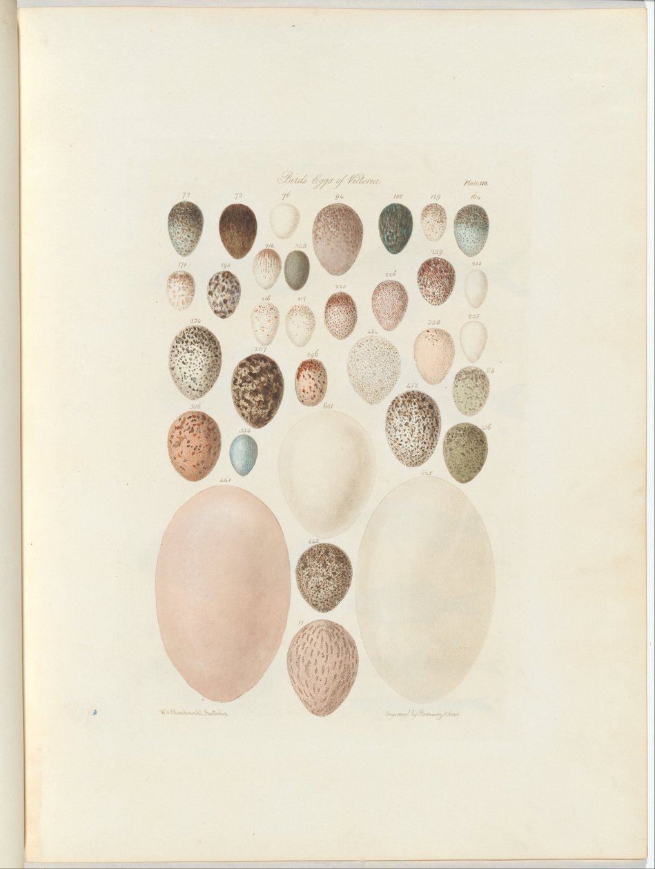 Victorian linnunmunat. William Blandowskin julkaisematon folio Australia Terra Cognita. 1855-56 tekijältä William Blandowski