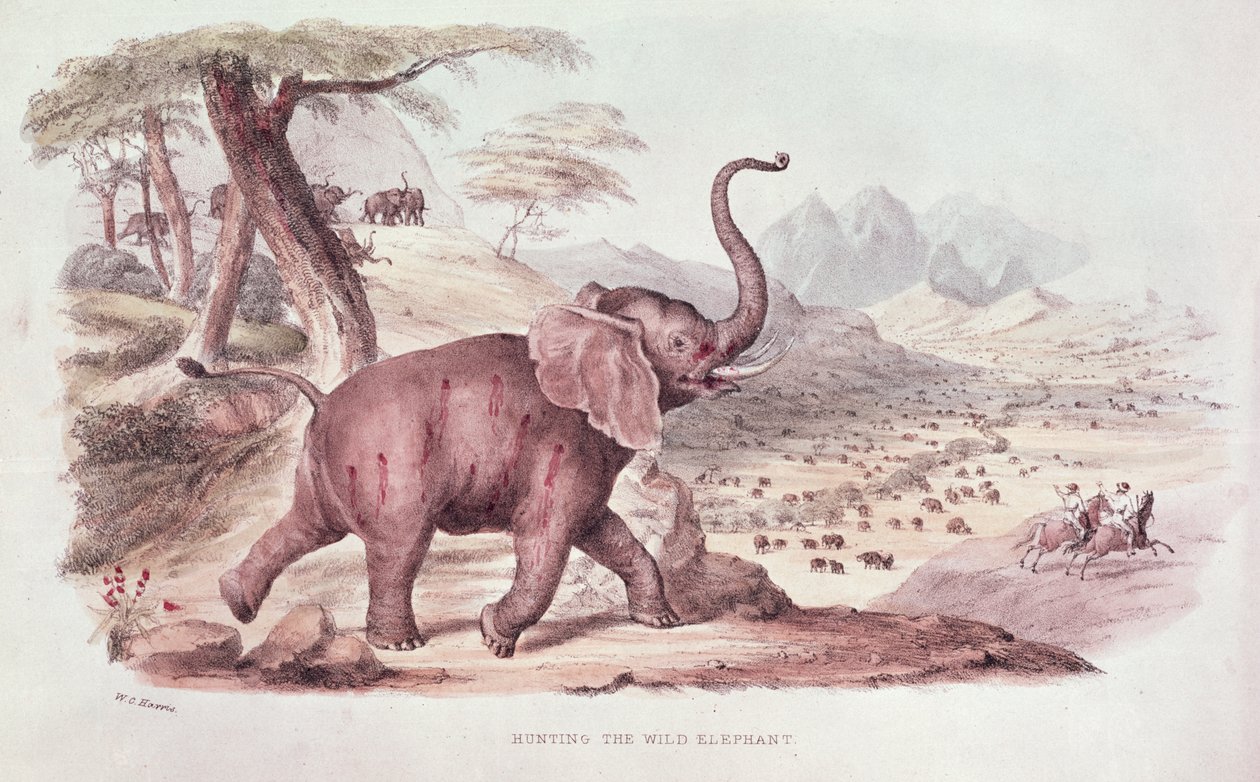 Hunting the Wild Elephant, kuvitus W.C.n teoksesta "Wild Sports of South Africa" Harris, 1841 tekijältä William Cornwallis Harris