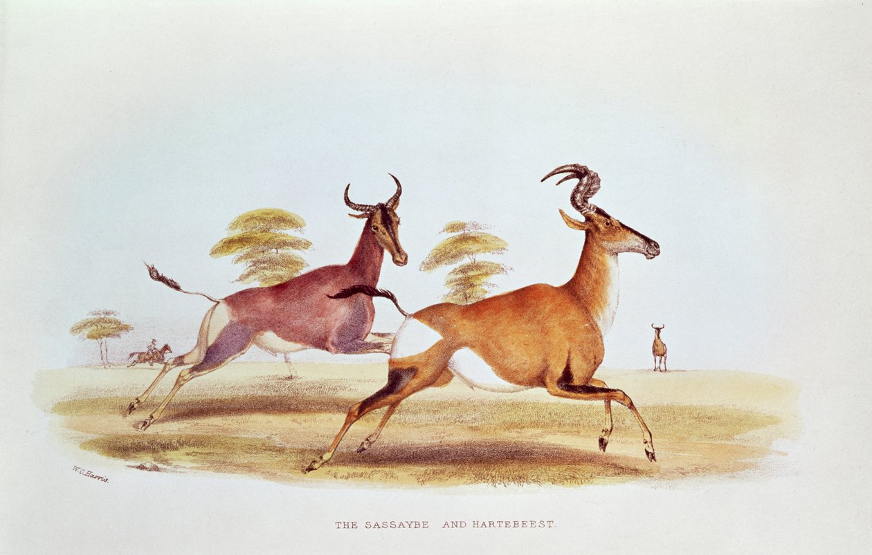 The Sassaybe and the Hartebeest, kuvitus teoksesta "Wild Sports of South Africa", W.C. Harris, 1841 tekijältä William Cornwallis Harris