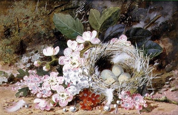 Linnunpesän asetelma primulojen kanssa tekijältä William Cruikshank