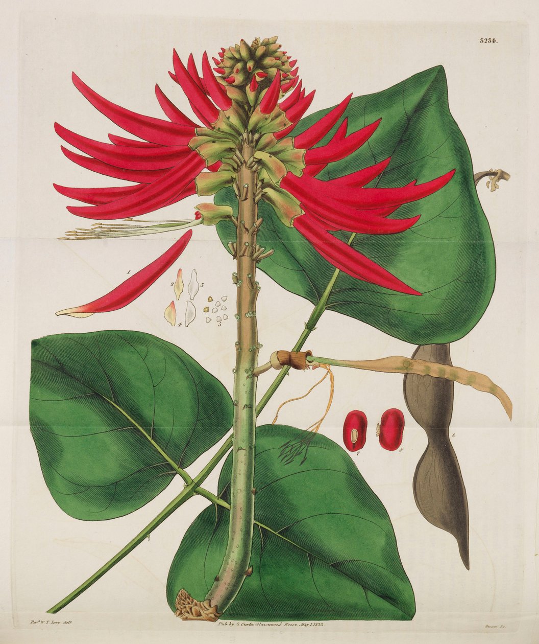 Kasvitieteellinen lehti, 1787-1833. tekijältä William Curtis