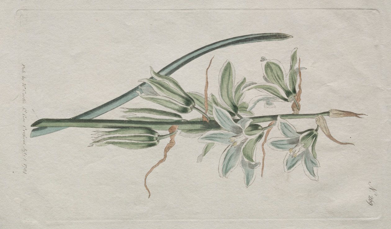Kasvitieteellinen aikakauslehti tai kukkapuutarha Näytetään: Betlehemin tähti, 1794. tekijältä William Curtis
