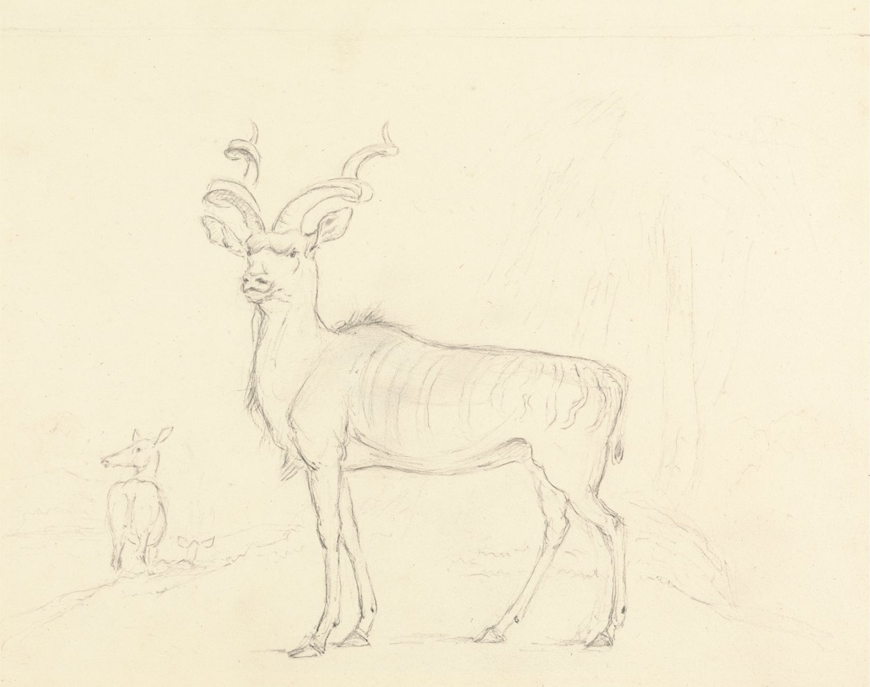 Koodoo tekijältä William Daniell