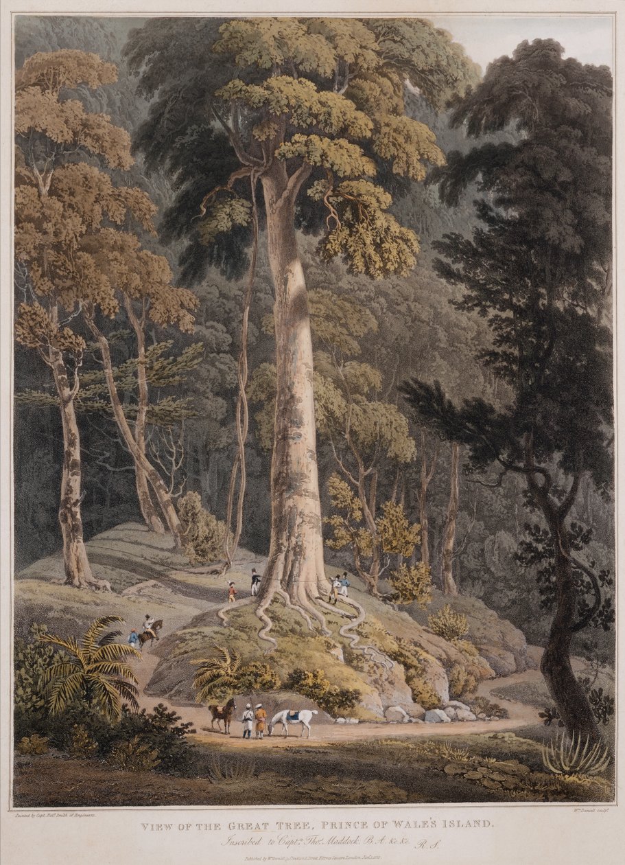 Näkymä suurelle puulle, Prince of Wales Island tekijältä William Daniell