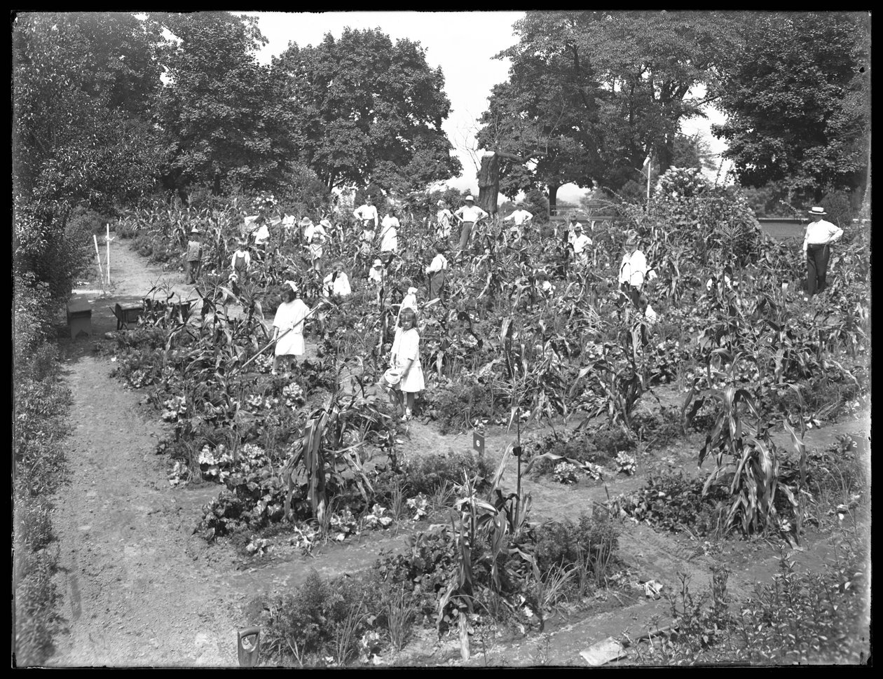 Lapset työskentelevät Isham Parkin koulupuutarhassa New Yorkissa 16. elokuuta 1915 tekijältä William Davis Hassler