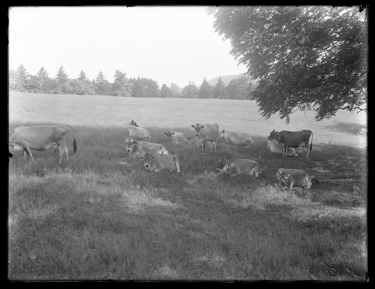 Lehmät lepäävät puun alla, luultavasti McCready Farm, Crawford County, Pennsylvania, n. 1913 tekijältä William Davis Hassler