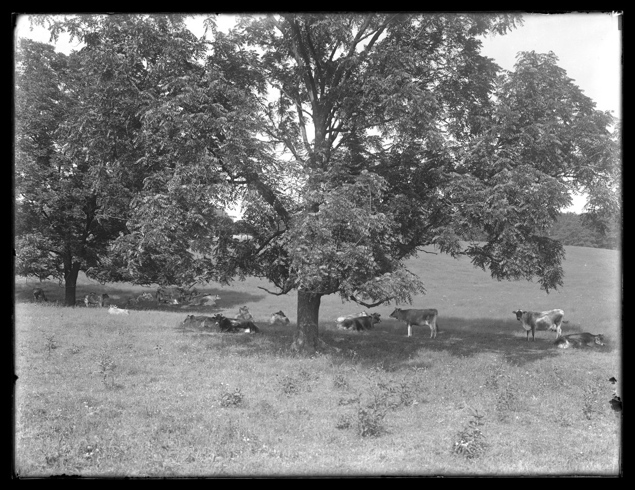 Lehmät lepäävät puun alla, luultavasti McCready Farm, Crawford County, Pennsylvania, n. 1913 tekijältä William Davis Hassler