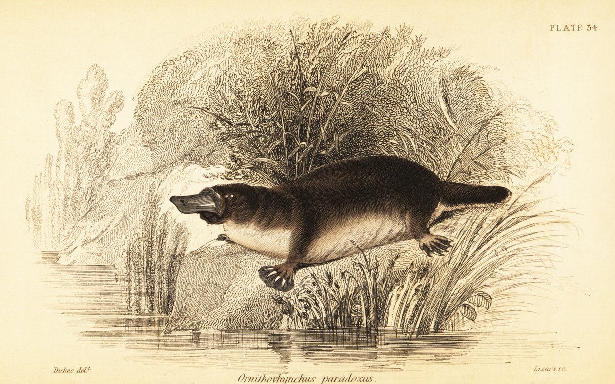 Platypus, Ornithorhynchus anatinus., 1841 (kaiverrus) tekijältä William Dickes