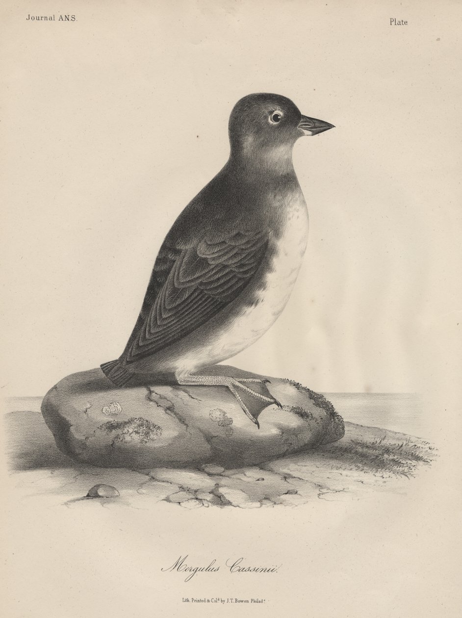 Megalus Cassinii, J.T. Bowenin litografia, 1850. tekijältä William E. Hitchcock