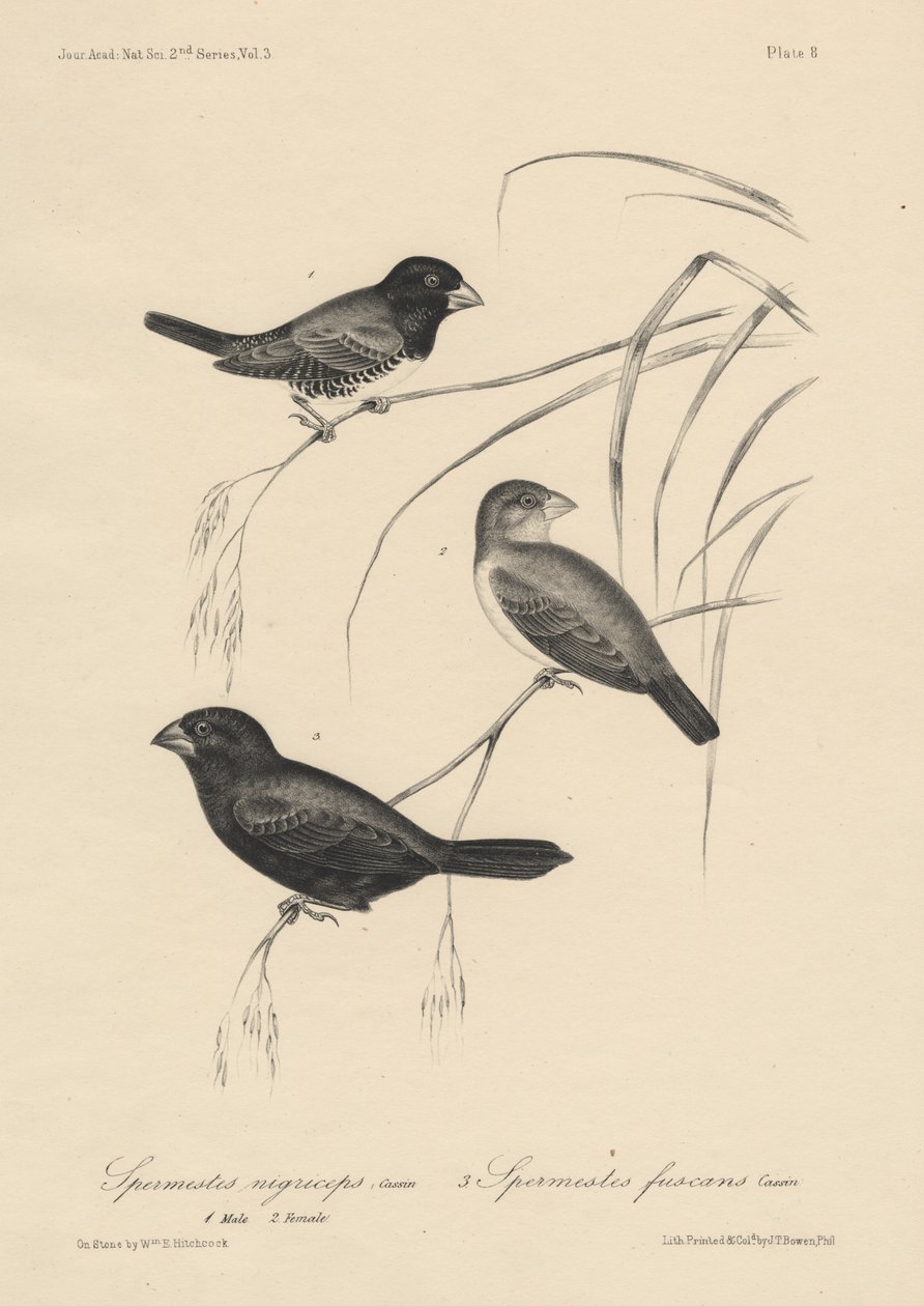 Spermestes Nigriceps (uros ja naaras) ja Spermestes Fuscans, litho, J.T. Bowen, 1850 tekijältä William E. Hitchcock