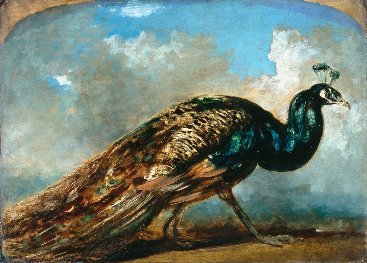 Riikinkukon tutkimus (öljy myllylaudalla) tekijältä William Etty