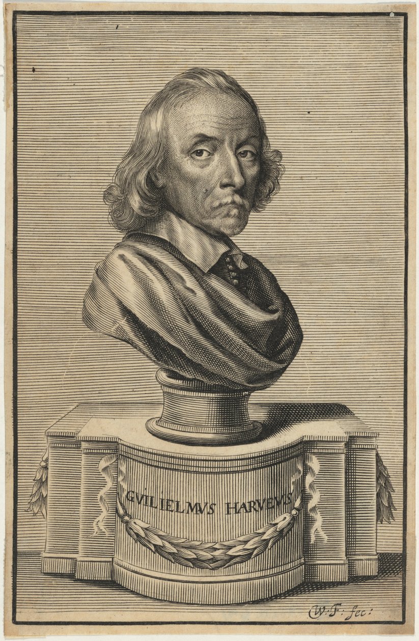 William Harvey, lääketieteen tohtori tekijältä William Faithorne