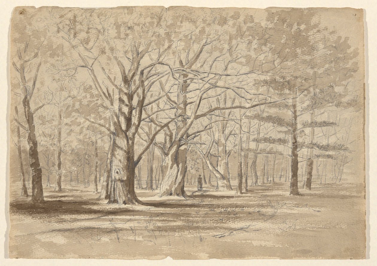 College Woods tekijältä William Fowler Hopson