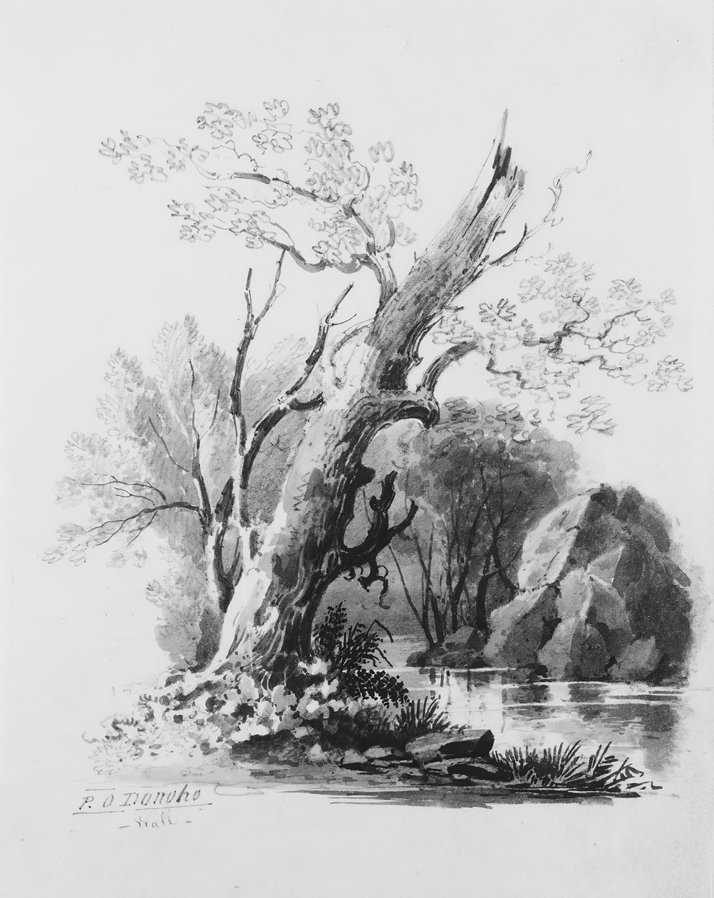 Forest Grove, . tekijältä William Guy Wall