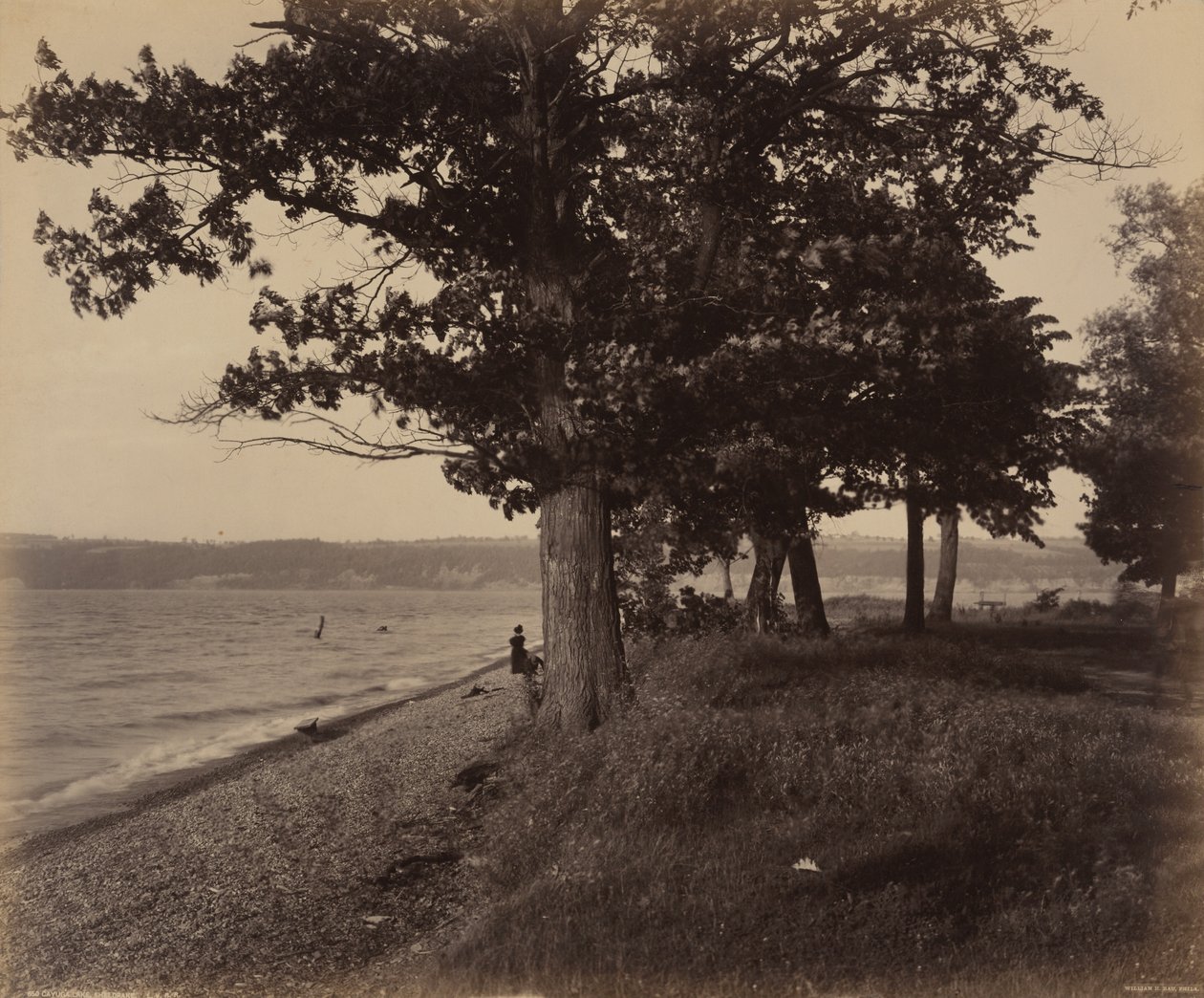 Cayuga Lake, Sheldrake tekijältä William H. Rau