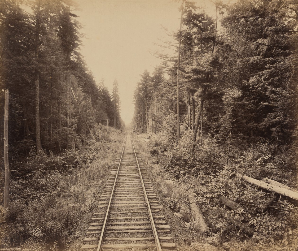 Hemlock-metsä tekijältä William H. Rau