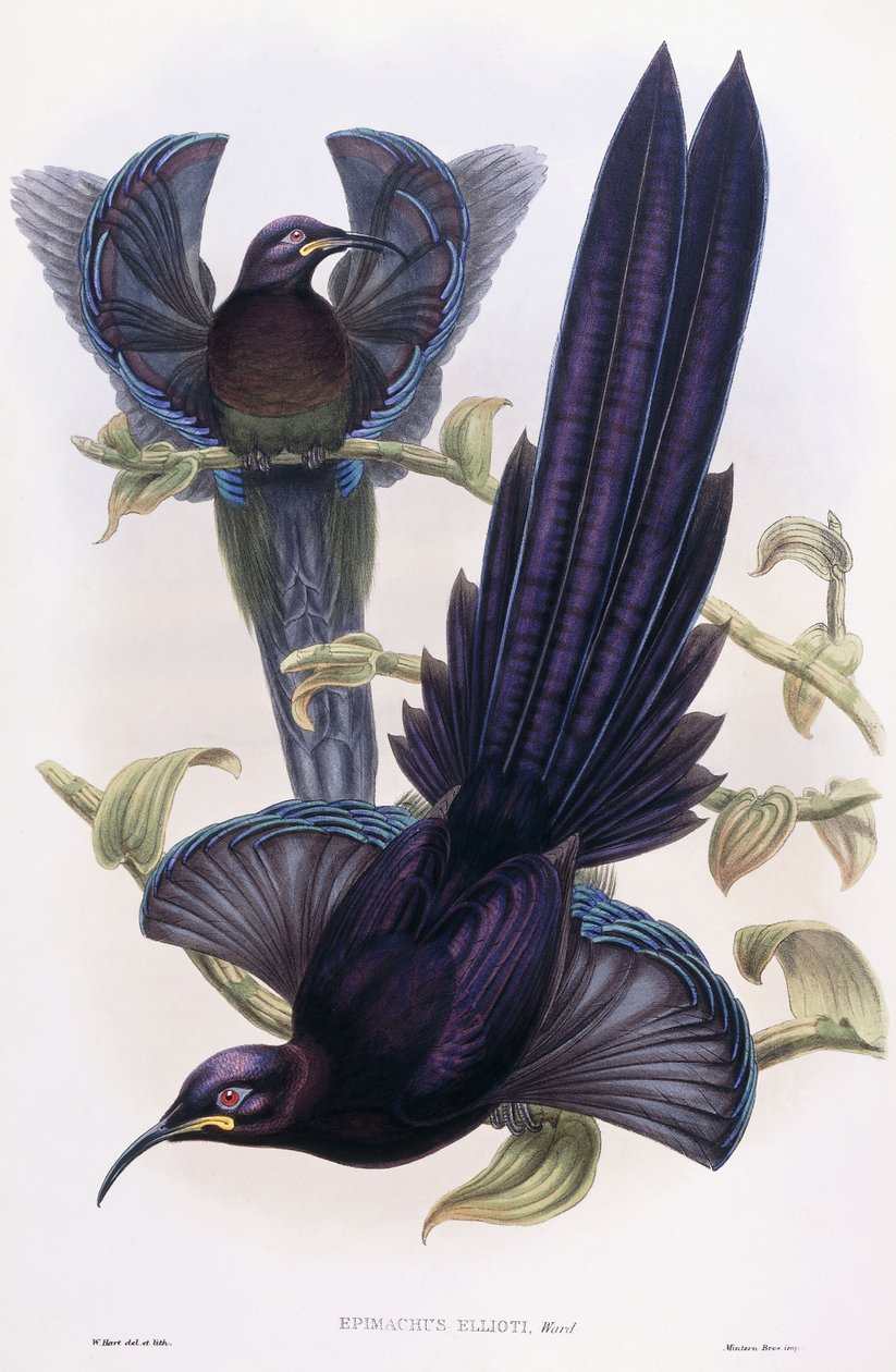 Epimachus Elliotti, Ward, n. 1891-1898 tekijältä William Hart
