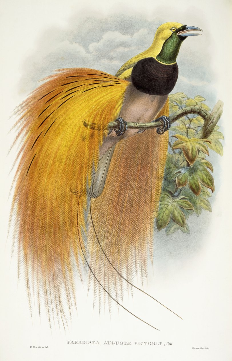 Augusta Victorian paratiisi, 1891-1898 tekijältä William Hart
