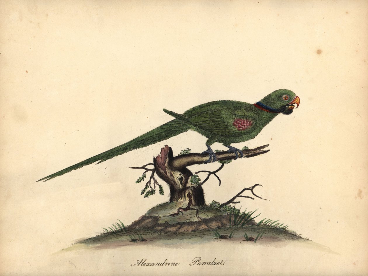 Aleksandriinipapakka, Psittacula eupatria. (Psittacus alexandri) Käsinvärinen kuparikaiverrus William Hayesin kuvituksesta Harvinaisten ja uteliaiden lintujen muotokuvista Osterly Parkin eläintarhasta. tekijältä William Hayes