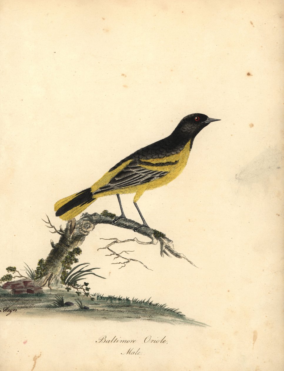 Baltimore oriole, Icterus galbula. (Baltimore oriole, Oriolus baltimore) Käsinvärinen kuparikaiverrus Matilda Hayesin kuvituksesta William Hayesin Harvinaisten ja uteliaiden lintujen muotokuvista Osterly Parkin eläintarhasta Lontoossa: Bulmer tekijältä William Hayes