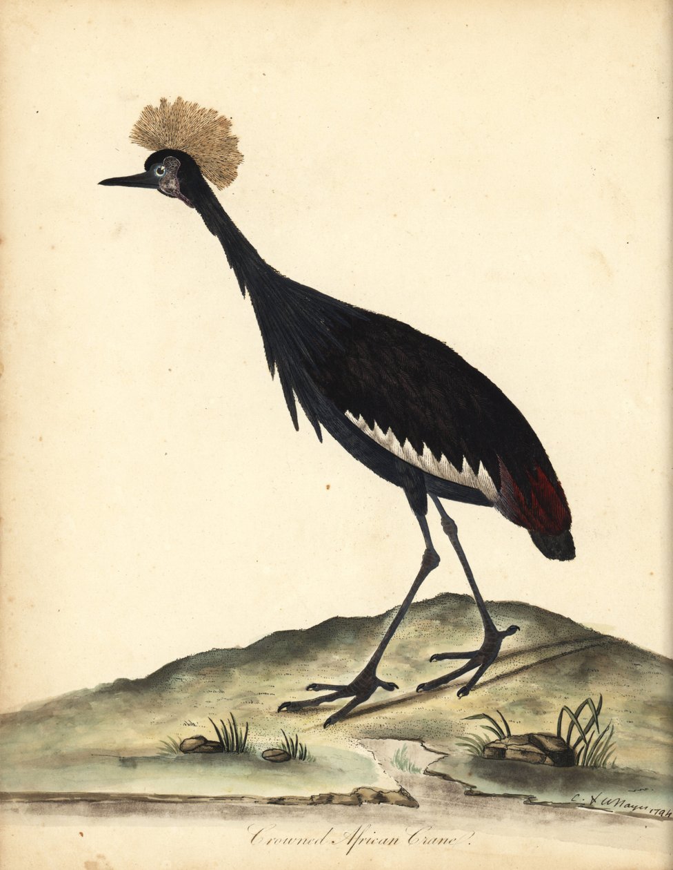 Musta kruunukurkku, Balearica pavonina. (Ardea pavonina). Haavoittuvainen. Käsinvärinen kuparikaiverrus William Hayesin ja hänen lapsensa C:n kuvituksesta Harvinaisten ja uteliaiden lintujen muotokuvista Osterly Parkin eläintarhasta (Lontoo: Bulmer) tekijältä William Hayes